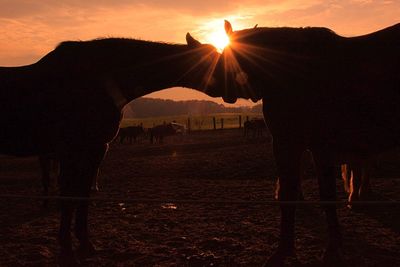 Silhouette horse standing on field against sky during sunset