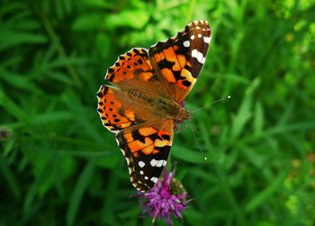 Close-up of butterfly pollinating on flower