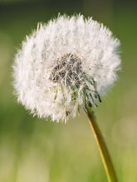 Close-up of white dandelion flower