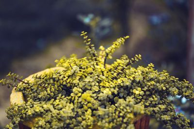 Close-up of yellow flowering plant