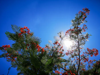 Low angle view of flowering plant against blue sky