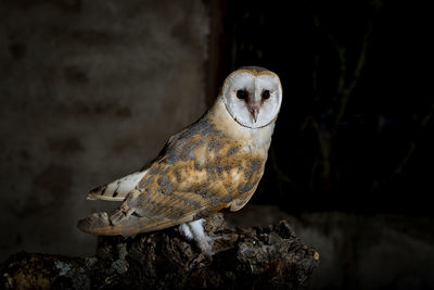 Close-up of owl perching on rock