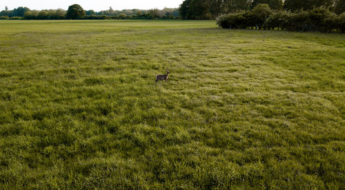 Scenic view of grassy field