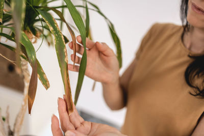 Close up of female gardener hands touching dry leaves of ponytail palm