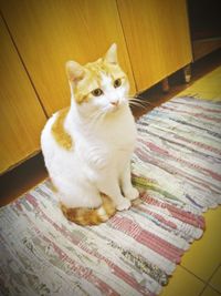 High angle view of cat sitting on wooden floor