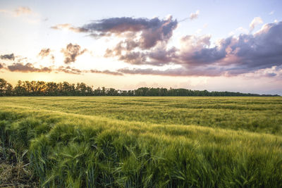 Scenic view of agricultural field against sky during sunset