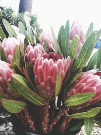 Close-up of pink flowers