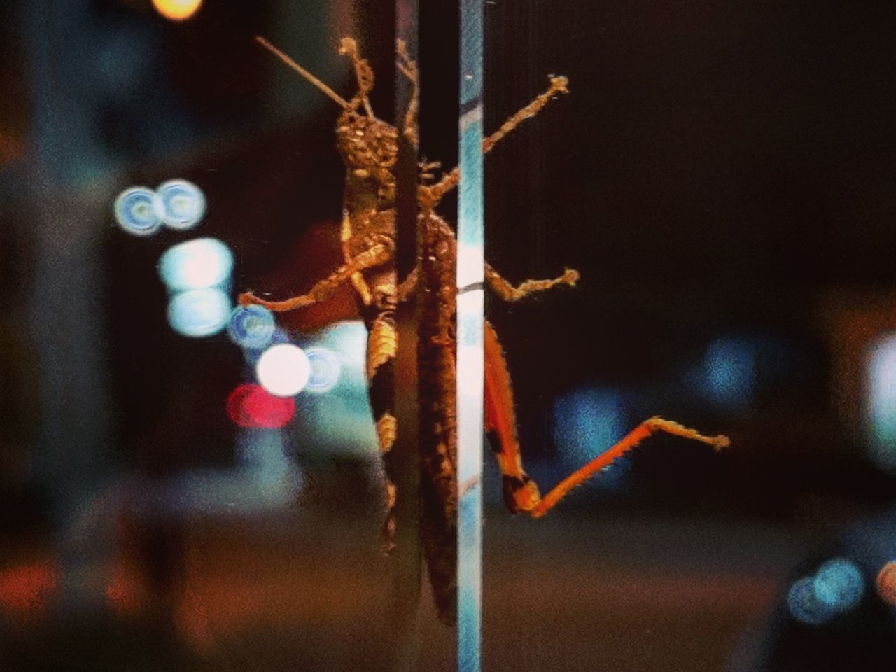 CLOSE-UP OF AN INSECT