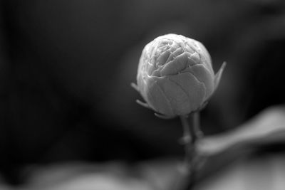 Close-up of rose bud