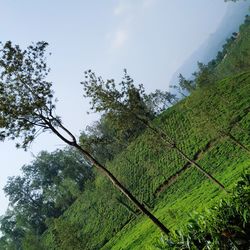 Low angle view of trees against sky