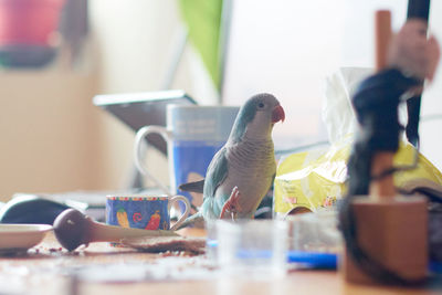 Close-up of birds perching on table