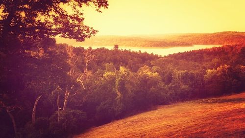 Scenic view of forest