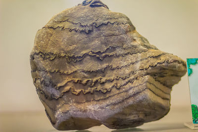 Close-up of eagle statue