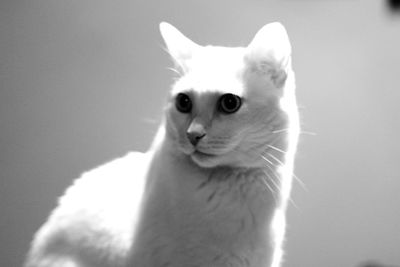 Close-up portrait of white cat