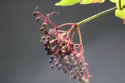 Close-up of spider web on berry plant