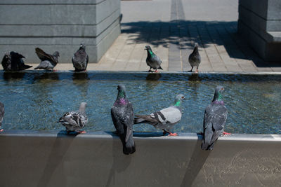 Birds perching on the wall