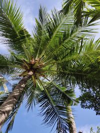 Low angle view of palm tree against sky