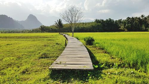 Scenic view of field against sky