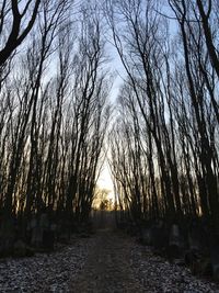 Sun shining through trees