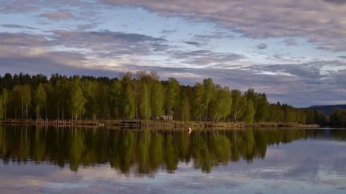 Reflection of trees in water