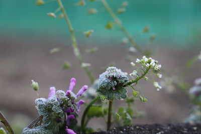 Close-up of purple flowering plant