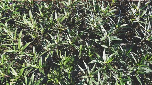 Close-up of fresh green plants in field