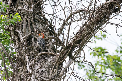 Low angle view of bird perching on tree