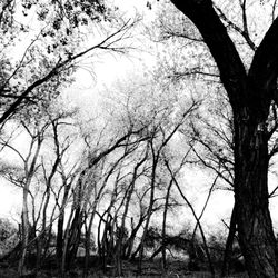 Bare trees in forest