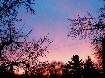 Silhouette of trees at sunset