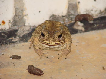 Close-up of lizard