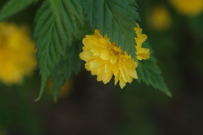 Close-up of yellow flowering plant