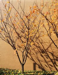 Bare tree on field during autumn