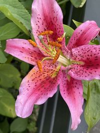 Close-up of pink lily blooming outdoors