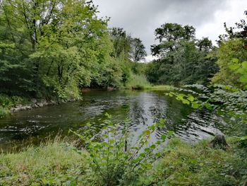 Scenic view of river in forest against sky