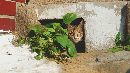 Portrait of cat amidst plants