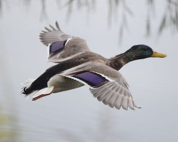 Bird flying against sky