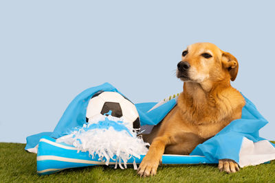 Close-up of dog against clear sky