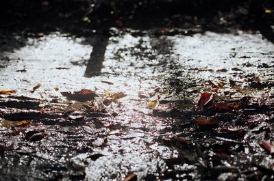 Close-up of fallen maple leaf in water