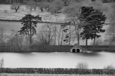 Reflection of trees in water