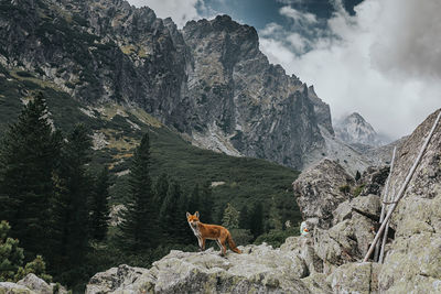 Fox standing on rocks against mountain range