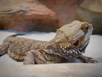 Close-up of a lizard on rock