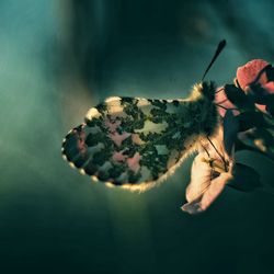 Close-up of butterfly on hand holding flower