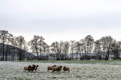 Horses in a field