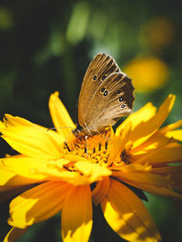 Close-up of butterfly pollinating on yellow flower