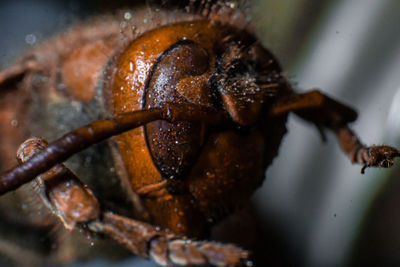 High angle view of wet food