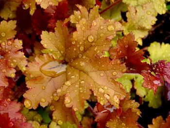 Close-up of wet maple leaves on plant during rainy season