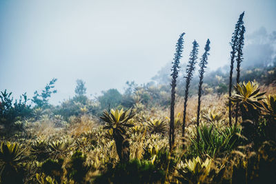 Low angle view of flowering plants on field against sky