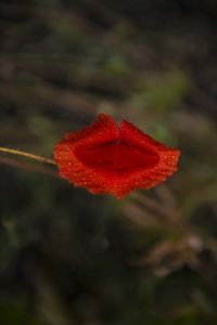 Close-up of red flowers