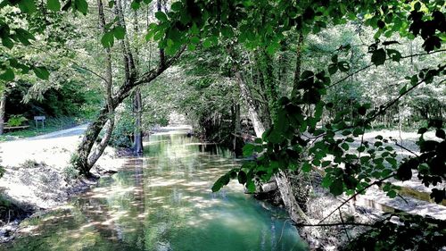 Reflection of trees in water