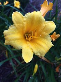 Close-up of yellow flower